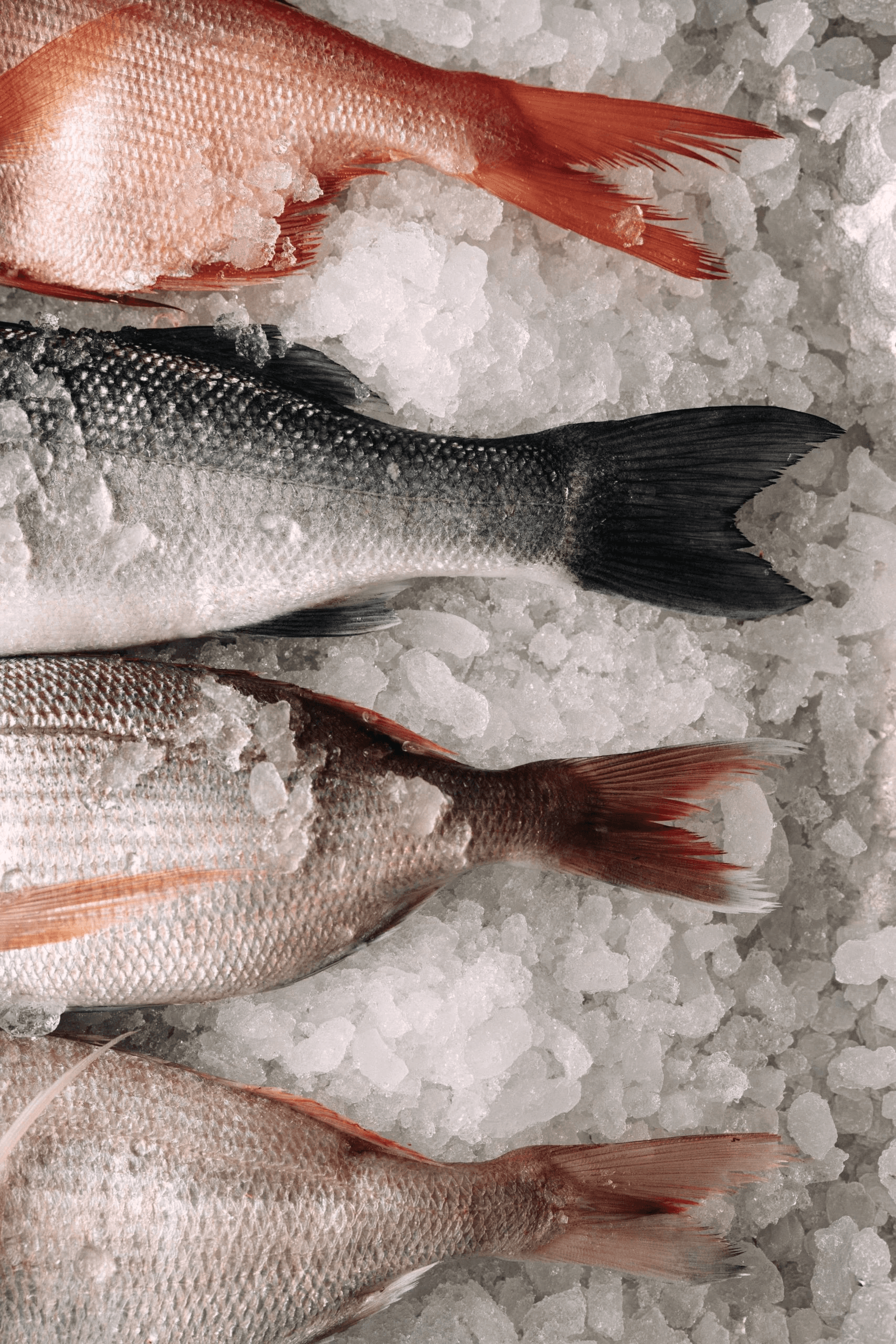 Fresh fish on ice